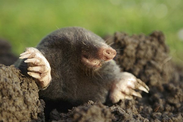 Ground Mole In Yard- Louisville Kentucky