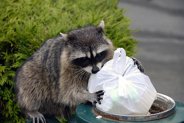 Raccoon in Trash Can- Louisville Ky