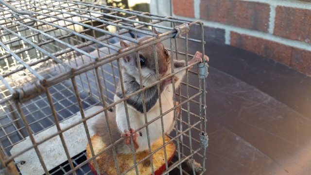 Squirrel Trapped Animal Ridders- Louisville Ky