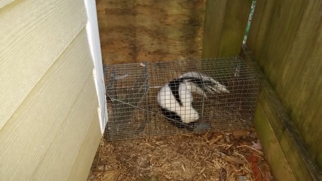 Skunk Trapped Animal Ridders- Louisville
