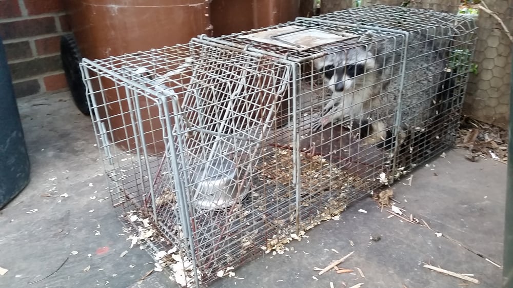 Racoon Trapped Animal Ridders- Louisville