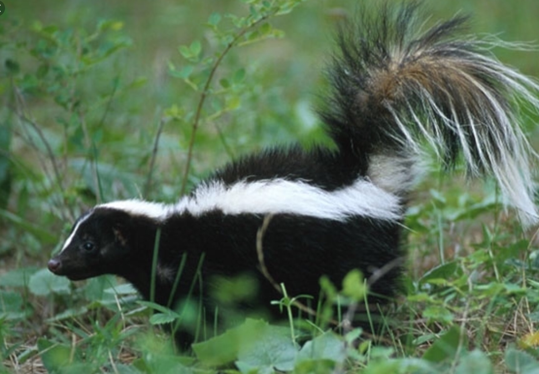 Skunk in Grass- Louisville Kentucky
